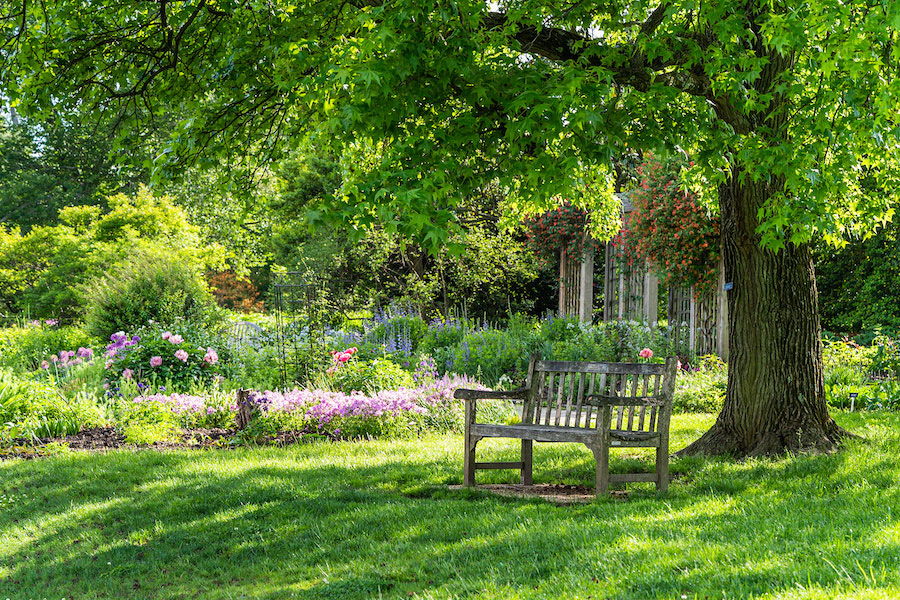 bench-under-a-tree